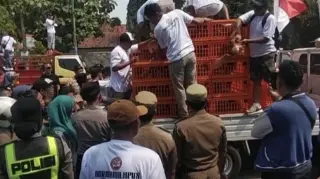 Peternak dari Berbagai Daerah di Jateng Gelar Aksi di Batang, Soroti Harga Pakan hingga Hasil Ternak