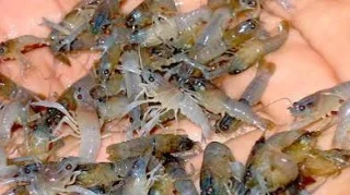 Ekspor Benih Lobster Disetop Selamanya, Pemerintah Perkuat Budidaya Dan Berantas Penyelundupan